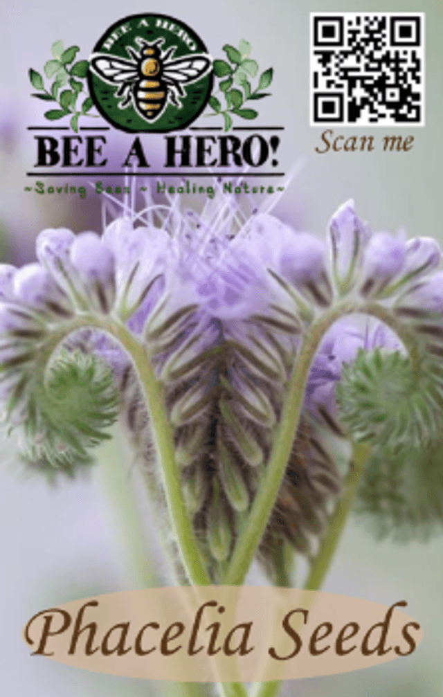 Phacelia Seeds