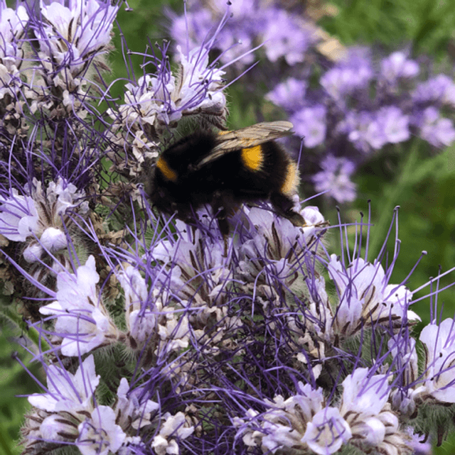Phacelia Seeds